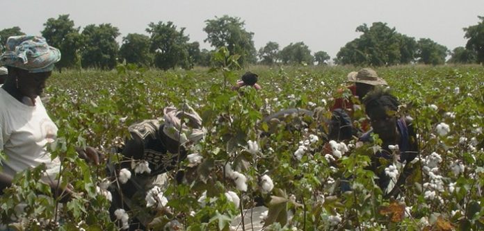 burkina faso cotton2
