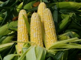 jagung