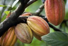 Harga Kakao Jumat Ditutup Melonjak Tajam Terpicu Derasnya Aksi Beli di Pasar Berjangka Kakao