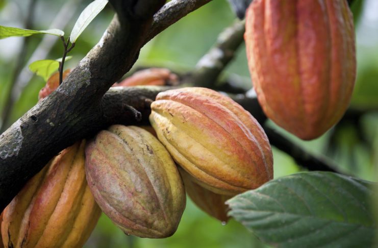 Harga Kakao Jumat Ditutup Melonjak Tajam Terpicu Derasnya Aksi Beli di Pasar Berjangka Kakao