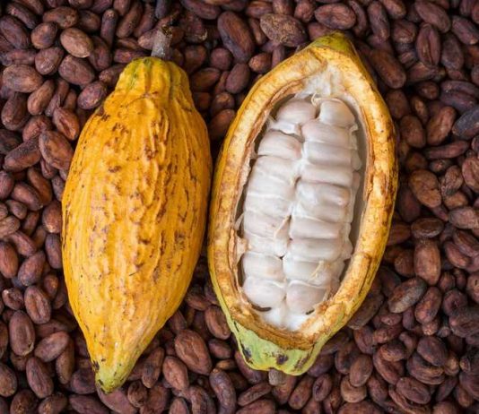 kakao, cocoa