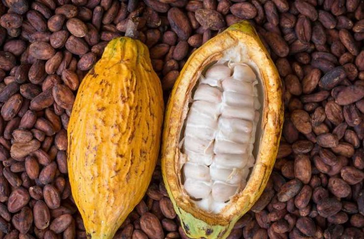 Harga Kakao Akhir Pekan Ditutup Melonjak Terpicu Ancaman Gagal Panen di Afrika Barat kakao, cocoa