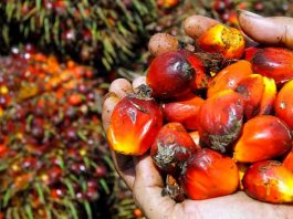 minyak sawit