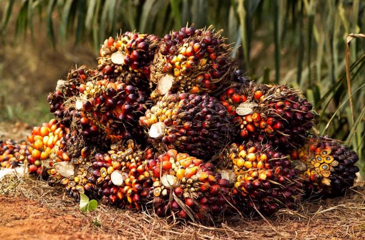 Harga Minyak Sawit Acuan Terjun ke Terendah Sebulan Sebelum Libur Imlek