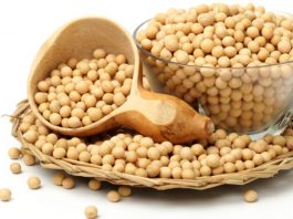 kedelai, soymeal, minyak kedelai