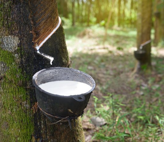 karet, minyak mentah, harga