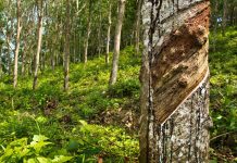 Harga Karet SICOM 24 Februari Melonjak 2% Lebih Ikuti Kenaikan Minyak Mentah