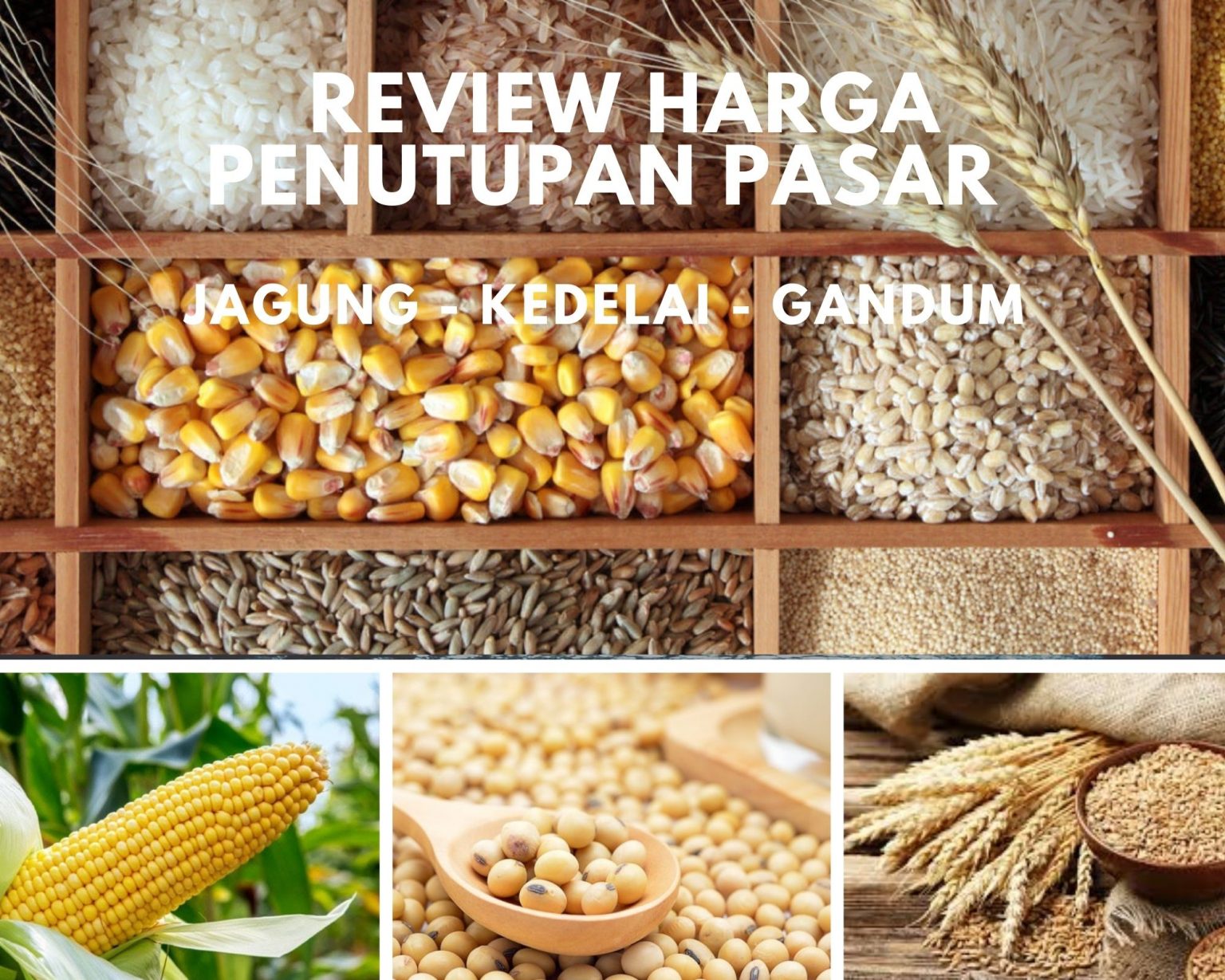 Harga Semua Biji bijian Naik Kecuali Harga Jagung  