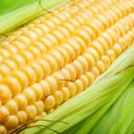 Rekomendasi Harga Jagung 27 Oktober 2026 jagung, corn