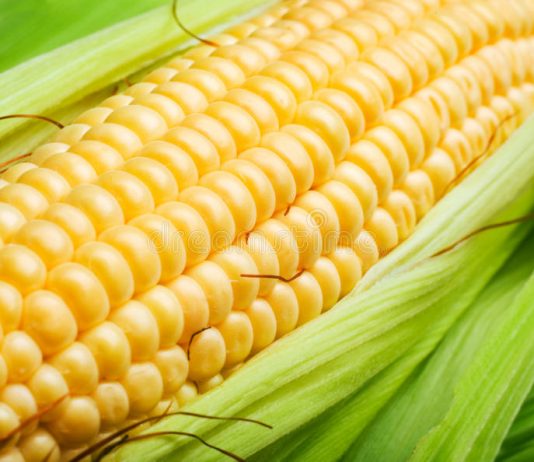 jagung, corn