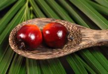 Harga Minyak Sawit Turun Menguatnya Ringgit