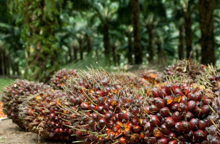 Harga Minyak Sawit 27 Februari Bangkit dari Terendah 2 Bulan, Harga Mingguan dan Bulanan Merosot cpo sawit