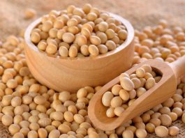 kedelai, soymeal, minyak kedelai