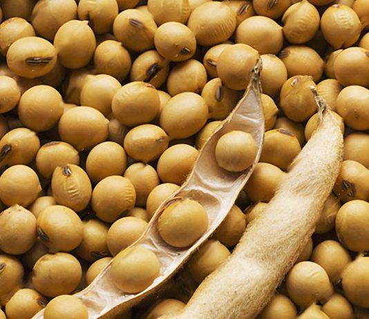 kedelai, minyak kedelai, soymeal