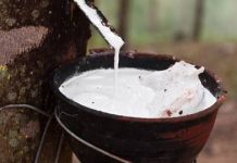 Harga Karet Turun dari Harga Tertinggi 9 Bulan