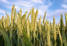 Harga Gandum Di Euronext Naik Pada Akhir Minggu